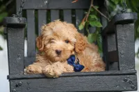 Eugene 💛🐾, a male Havapoo for sale in Fresno, OH – 1 of 10