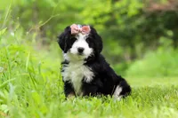 Cara, a female Miniature Bernedoodle for sale in Fresno, OH – 1 of 8