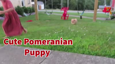 Rusty 🐾, a male Pomeranian for sale in Fresno, OH – 10 of 10