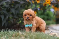 Luca, a male Cavapoo for sale in Fresno, OH – 6 of 9