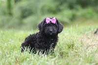Juniper, a female Cavapoo for sale in Fresno, OH – 5 of 6