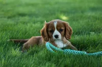 Frankie 🐶, a male Cavalier King Charles Spaniel for sale in Fresno, OH – 8 of 9