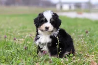 Bruno, a male Miniature Bernedoodle for sale in Fresno, OH – Photo 2 of 6