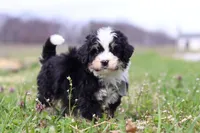 Bruno, a male Miniature Bernedoodle for sale in Fresno, OH – Photo 6 of 6