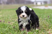 Bruno, a male Miniature Bernedoodle for sale in Fresno, OH – Photo 5 of 6