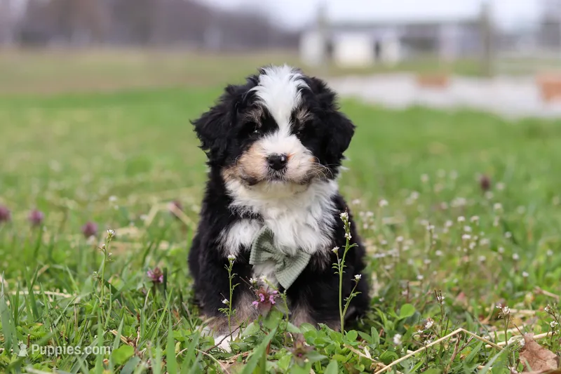 Bruno – Miniature Bernedoodle puppy for sale in Fresno, OH