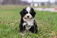 Bruno, a male Miniature Bernedoodle for sale in Fresno, OH – Photo 1 of 6