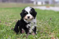 Bruno, a male Miniature Bernedoodle for sale in Fresno, OH – Photo 3 of 6