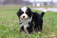 Bruno, a male Miniature Bernedoodle for sale in Fresno, OH – Photo 4 of 6