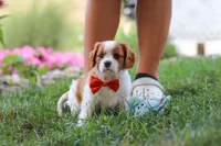 Carter, a male Cavalier King Charles Spaniel for sale in Fresno, OH – 4 of 9