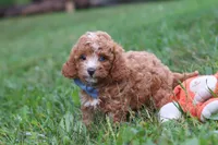 Jaxon, a male Cavapoo for sale in Fresno, OH – 7 of 9