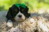 Maxwell 🐾🐶, a male Cavalier King Charles Spaniel for sale in Fresno, OH – 10 of 10