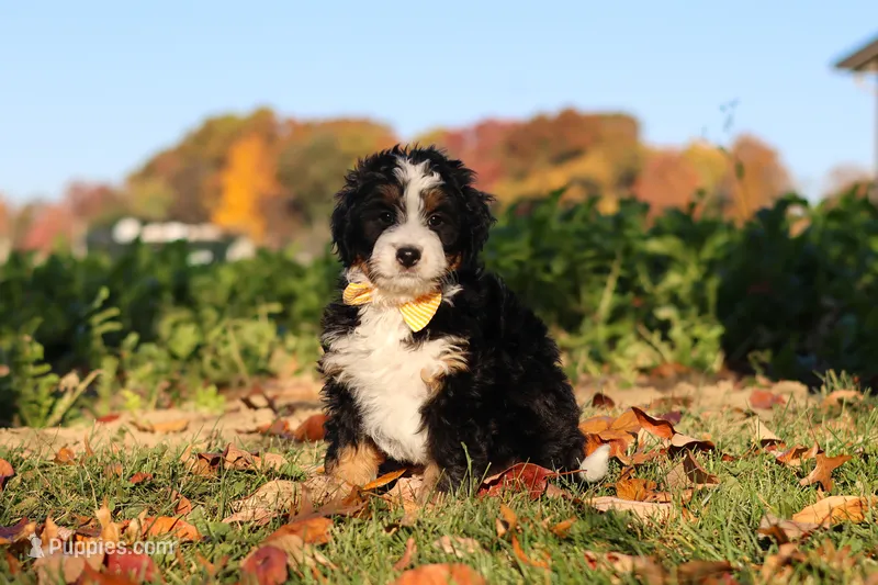Hunter – Miniature Bernedoodle puppy for sale in Fresno, OH