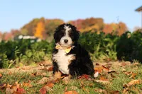 Hunter, a male Miniature Bernedoodle for sale in Fresno, OH – 1 of 6