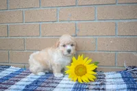 Flora, a female Maltipoo for sale in Fresno, OH – 4 of 4
