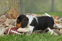 Charlie 🐶✨, a male Beagle for sale in Fresno, OH – 5 of 10