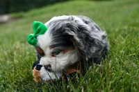 Jaxon 🐶💙, a male Cocker Spaniel for sale in Fresno, OH – 3 of 9