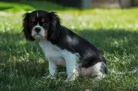 Maxwell 🐾🐶, a male Cavalier King Charles Spaniel for sale in Fresno, OH – 1 of 8