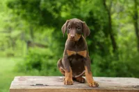 Daisy (Red Rust) 🖤🐾, a female Doberman Pinscher for sale in Fresno, OH – 3 of 10