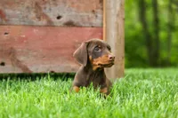 Daisy (Red Rust) 🖤🐾, a female Doberman Pinscher for sale in Fresno, OH – 7 of 10