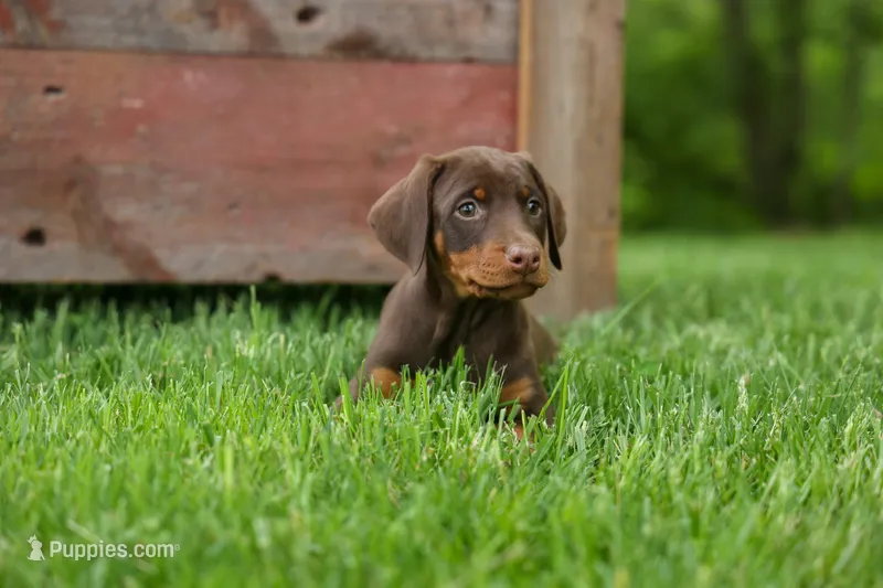 Daisy (Red Rust) 🖤🐾 – Doberman Pinscher puppy for sale in Fresno, OH