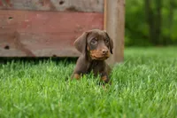 Daisy (Red Rust) 🖤🐾, a female Doberman Pinscher for sale in Fresno, OH – 1 of 10