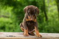 Daisy (Red Rust) 🖤🐾, a female Doberman Pinscher for sale in Fresno, OH – 5 of 10
