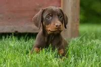 Daisy (Red Rust) 🖤🐾, a female Doberman Pinscher for sale in Fresno, OH – 6 of 10