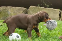 Daisy (Red Rust) 🖤🐾, a female Doberman Pinscher for sale in Fresno, OH – 2 of 10