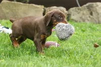 Daisy (Red Rust) 🖤🐾, a female Doberman Pinscher for sale in Fresno, OH – 8 of 10
