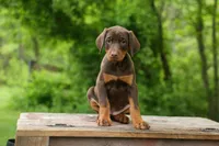 Daisy (Red Rust) 🖤🐾, a female Doberman Pinscher for sale in Fresno, OH – 10 of 10