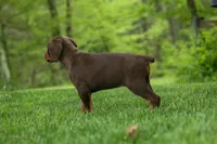 Daisy (Red Rust) 🖤🐾, a female Doberman Pinscher for sale in Fresno, OH – 9 of 10
