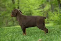 Daisy (Red Rust) 🖤🐾, a female Doberman Pinscher for sale in Fresno, OH – 4 of 10