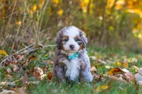 Shadow, a male Miniature Bernedoodle for sale in Fresno, OH – 4 of 7