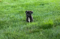 Moxie 💖, a female Staffordshire Bull Terrier for sale in Fresno, OH – 7 of 10