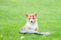 Legend, a male Pembroke Welsh Corgi for sale in Fresno, OH – 3 of 10