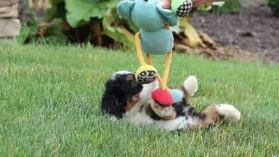 Shia, a male Miniature Bernedoodle for sale in Fresno, OH – 6 of 6
