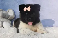 Olive, a  Akita for sale in Fresno, OH – Photo 5 of 10