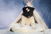 Olive, a  Akita for sale in Fresno, OH – Photo 9 of 10