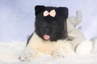 Olive, a  Akita for sale in Fresno, OH – Photo 7 of 10