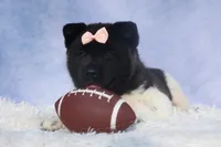 Olive, a  Akita for sale in Fresno, OH – Photo 4 of 10