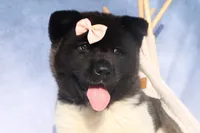 Olive, a  Akita for sale in Fresno, OH – Photo 3 of 10