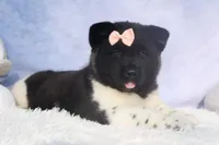 Olive, a  Akita for sale in Fresno, OH – Photo 2 of 10