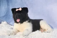 Olive, a  Akita for sale in Fresno, OH – Photo 6 of 10