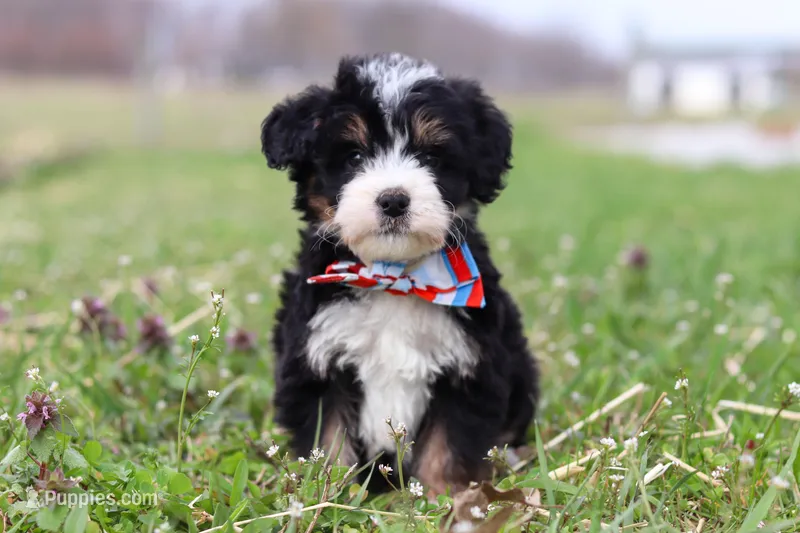 Tyler – Miniature Bernedoodle puppy for sale in Fresno, OH