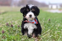 Tyler, a male Miniature Bernedoodle for sale in Fresno, OH – Photo 1 of 6