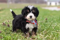 Tyler, a male Miniature Bernedoodle for sale in Fresno, OH – Photo 6 of 6