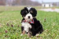 Tyler, a male Miniature Bernedoodle for sale in Fresno, OH – Photo 2 of 6
