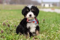 Tyler, a male Miniature Bernedoodle for sale in Fresno, OH – Photo 4 of 6