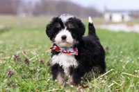 Tyler, a male Miniature Bernedoodle for sale in Fresno, OH – Photo 5 of 6